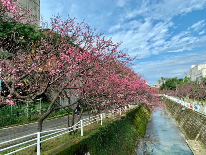 沖縄で桜の花見の時期はいつがおすすめ 年の祭りは 開花は北部から南部へ 陸マイラー始めるなら マイルの錬金術師